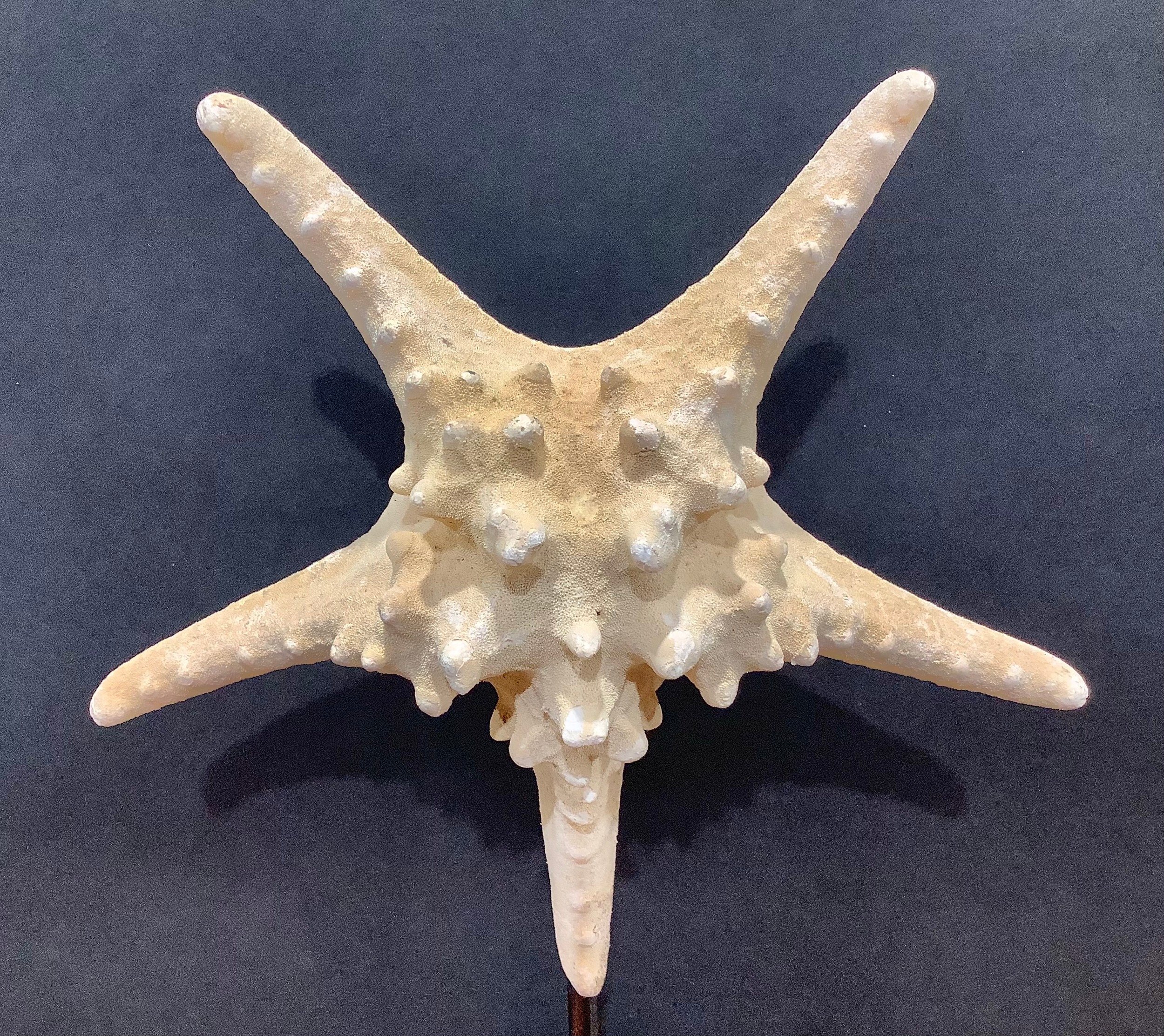 Natural History - a large starfish specimen, mounted for display, 40cm high overall - Image 5 of 6