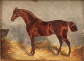 English School, 19th century, miniature, of a thoroughbred horse in stable, gouache on ivory,
