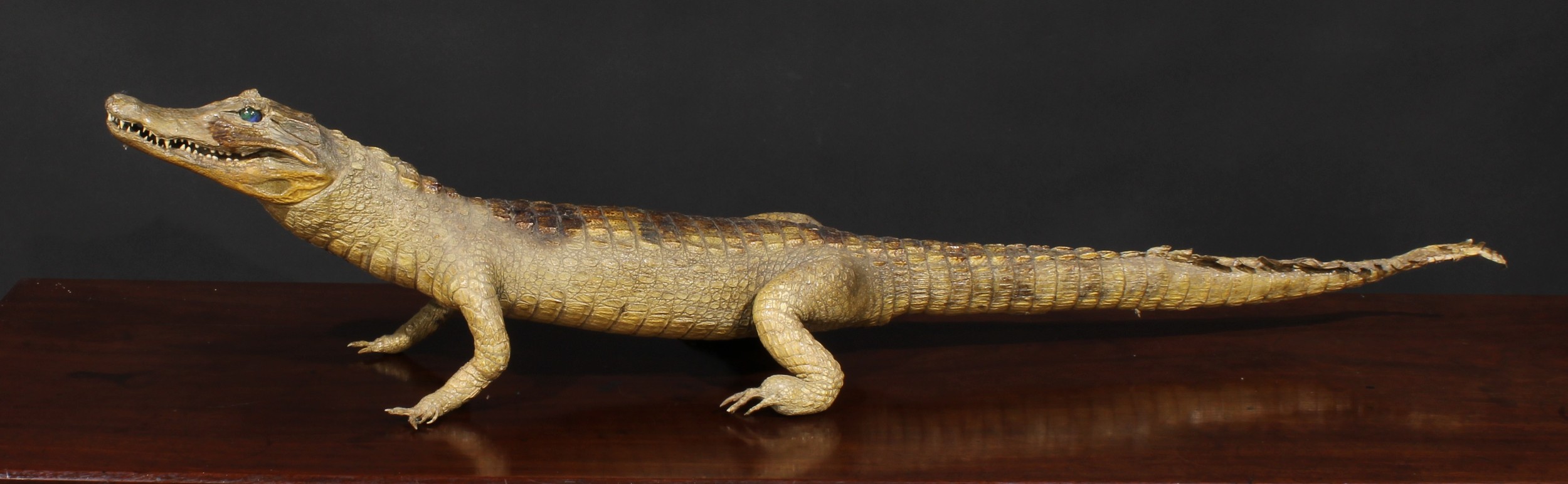 Taxidermy - a caiman, 107cm long; an armadillo, 37cm long (2) - Image 3 of 5