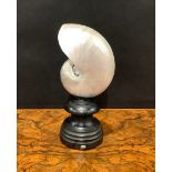 Natural History - Conchology - a pearl nautilus shell, mounted for display, 19.5cm high