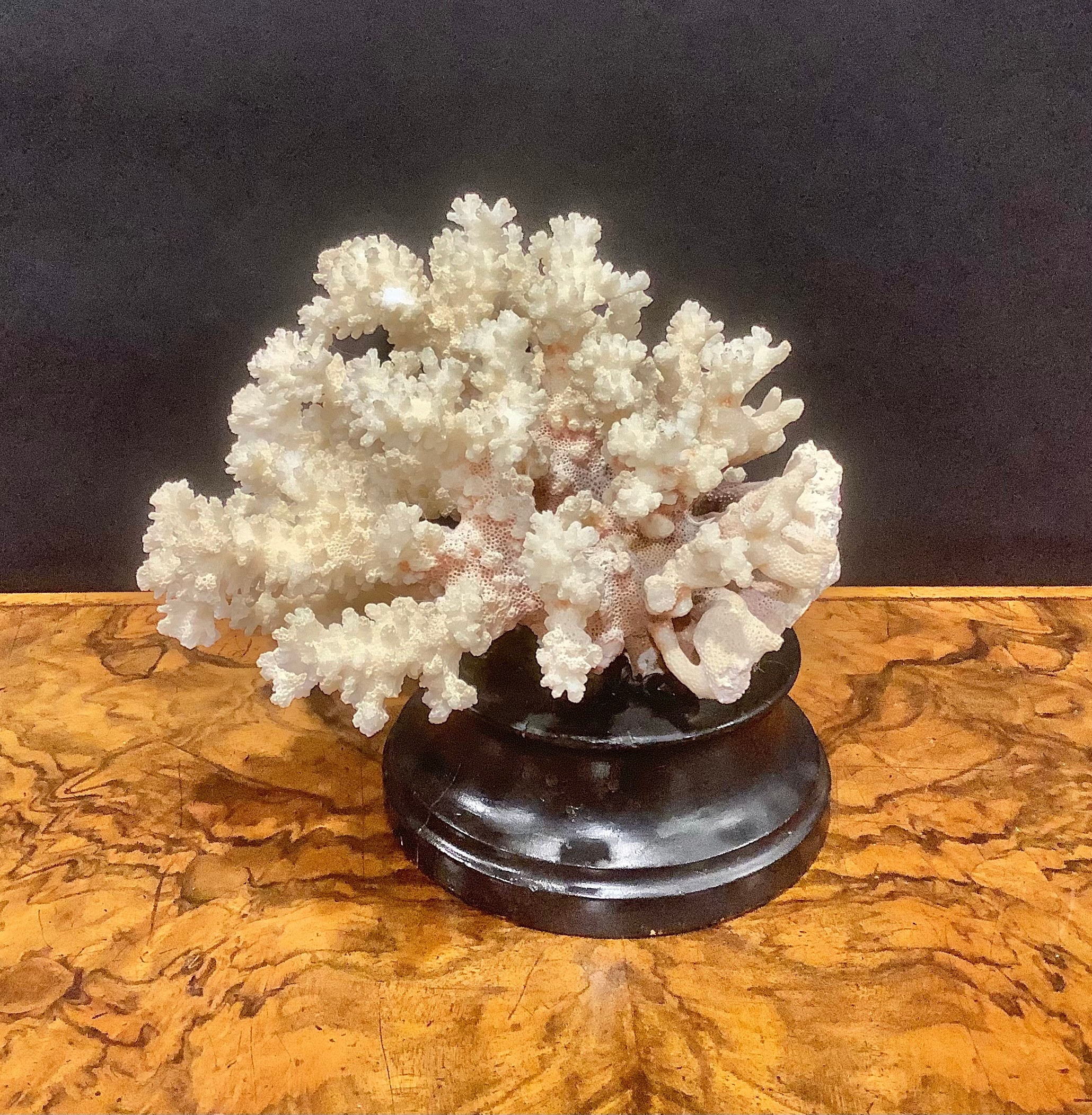 Natural History - a coral specimen, mounted for display, 21cm wide - Image 3 of 6