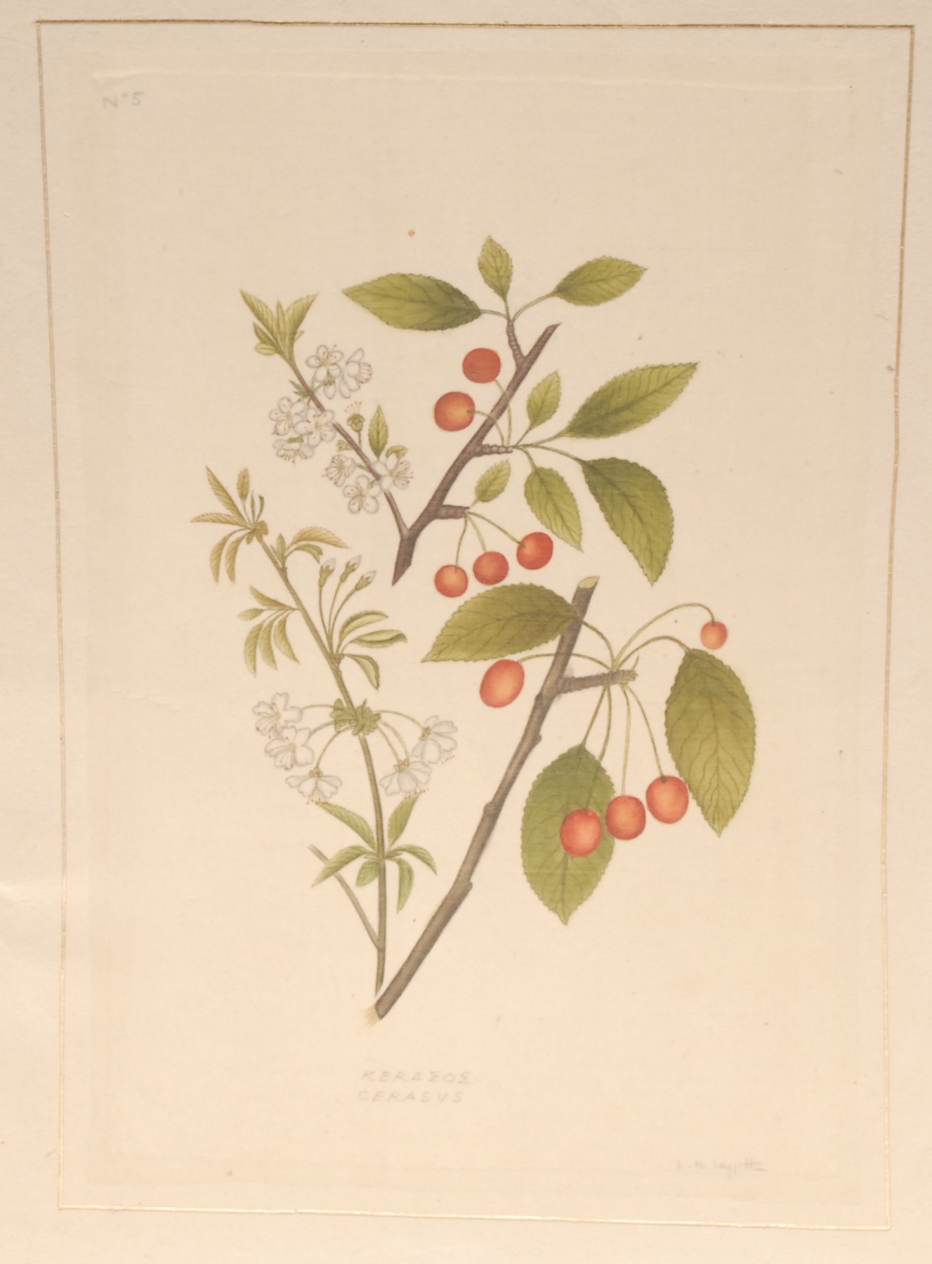 Interior Decoration, La Roche Laffitte, thirteen botanical studies, watercolours, signed, - Bild 7 aus 13