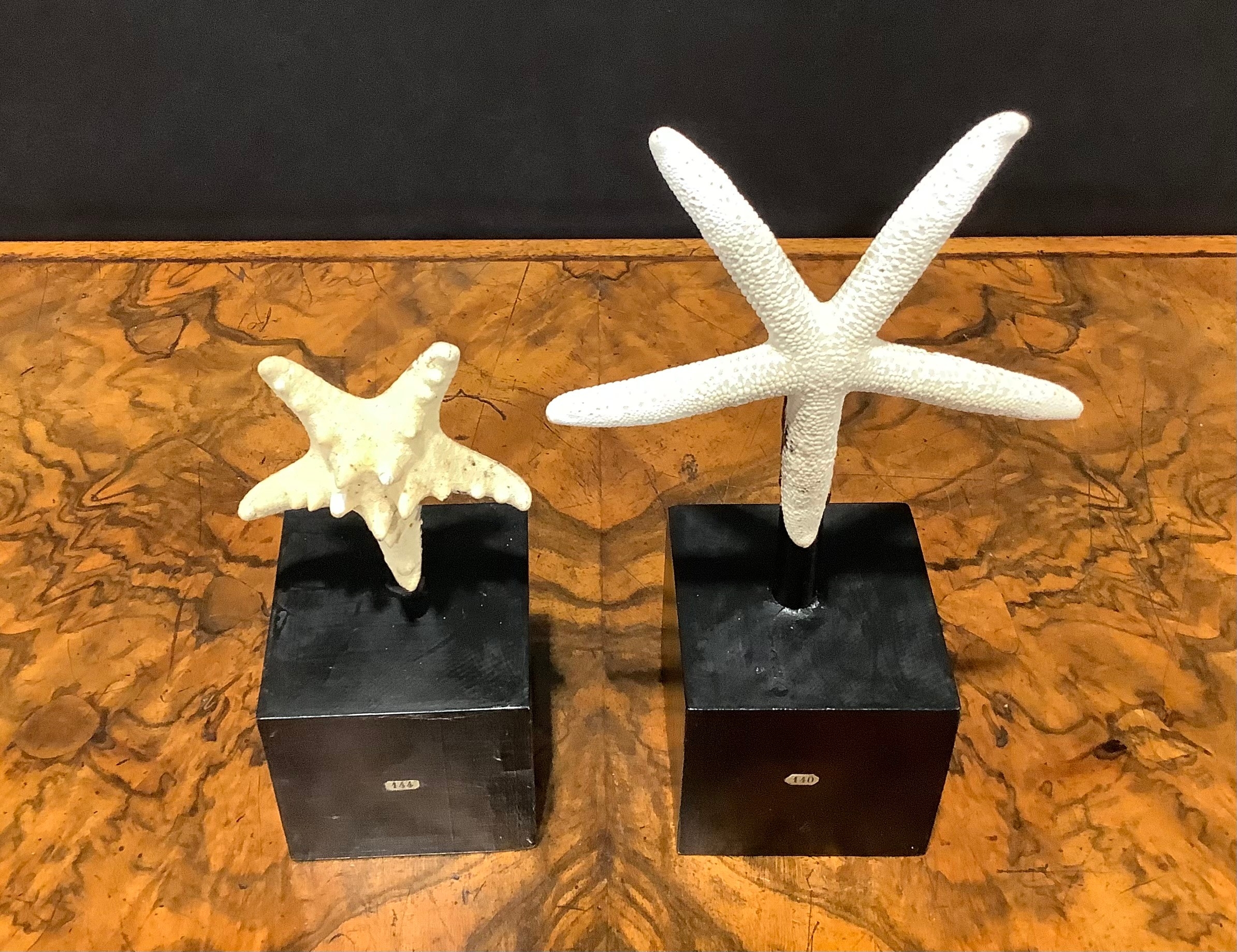 Natural History - a starfish specimen, mounted for display, 19cm high overall; another (2) - Image 5 of 5