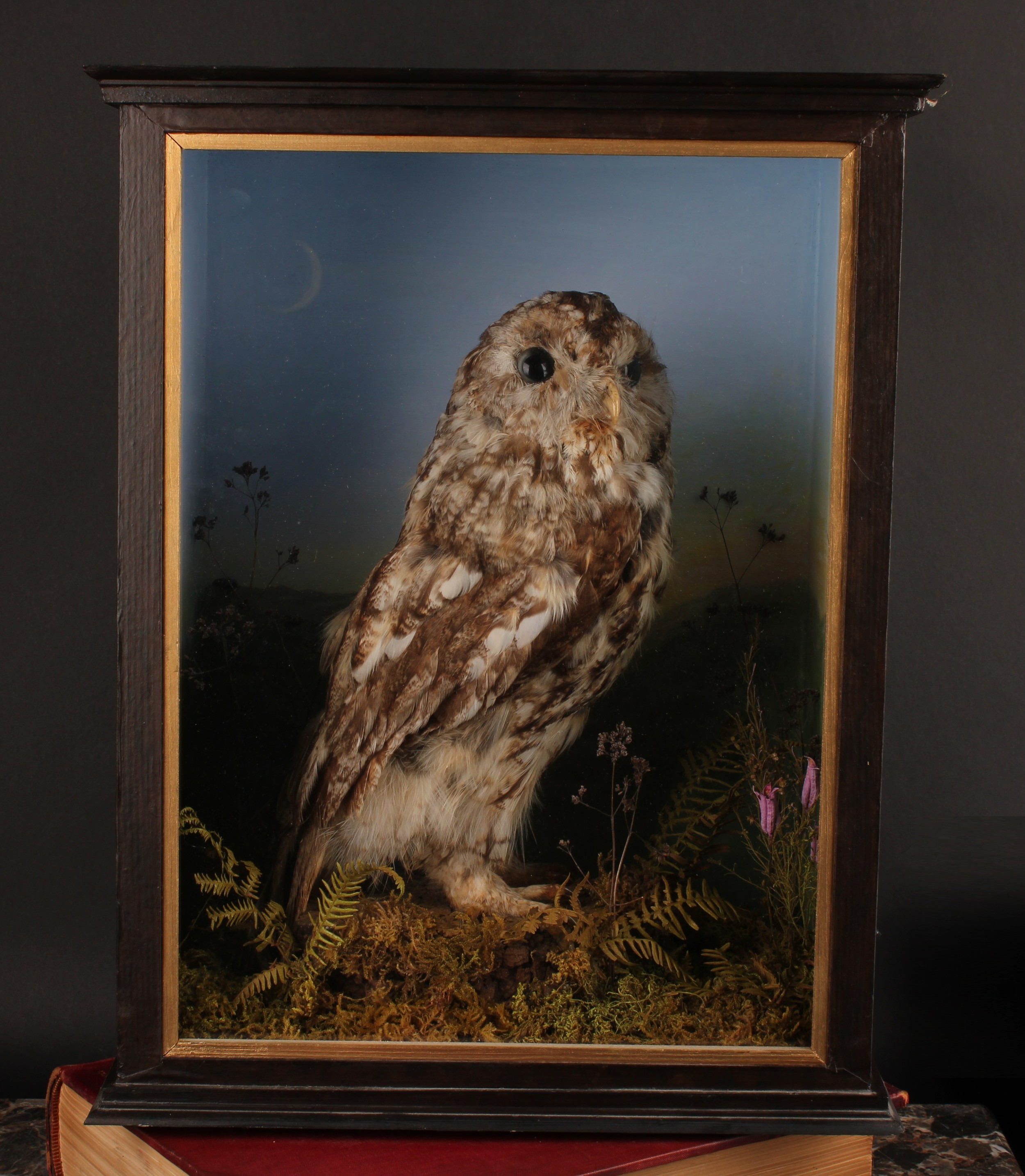 Taxidermy - a tawny owl (Strix aluco), naturalistically mounted, cased, 43.5cm high, 34.5cm wide,