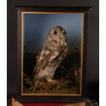 Taxidermy - a tawny owl (Strix aluco), naturalistically mounted, cased, 43.5cm high, 34.5cm wide,