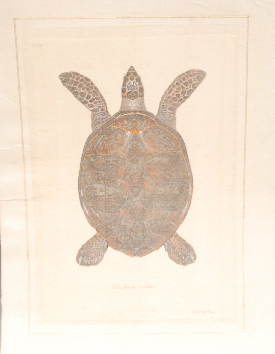 Interior Decoration, La Roche Laffitte, six Natural History studies of Tortoises (Testudines), - Bild 4 aus 7