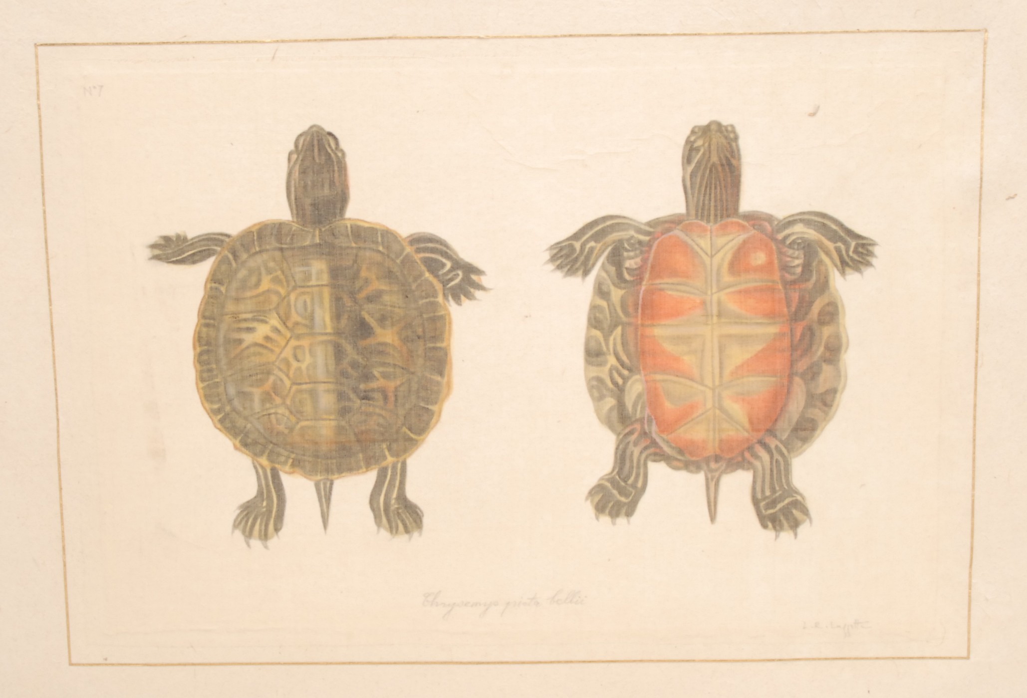 Interior Decoration, La Roche Laffitte, six Natural History studies of Tortoises (Testudines), - Bild 5 aus 7