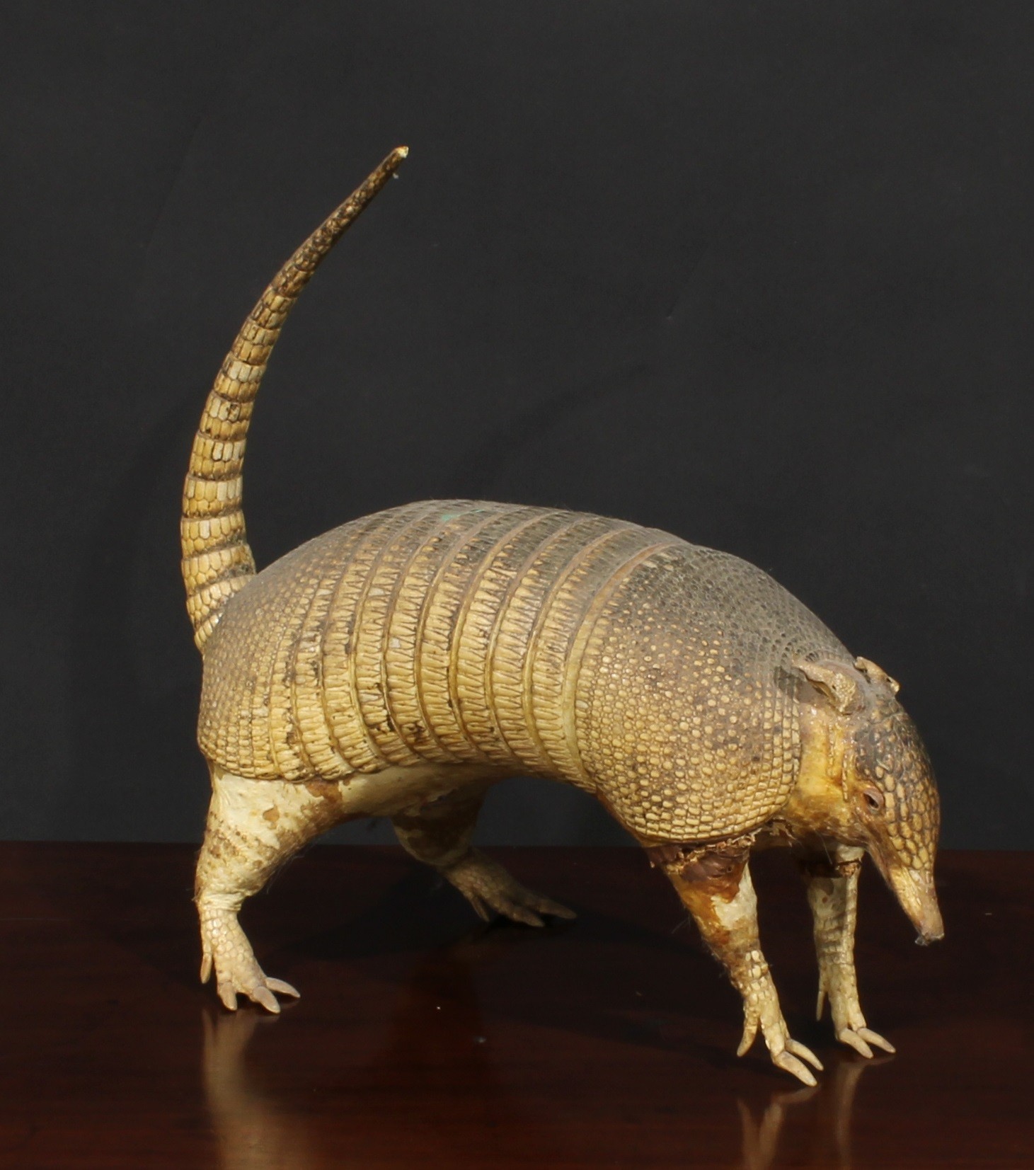 Taxidermy - a caiman, 107cm long; an armadillo, 37cm long (2) - Image 4 of 5