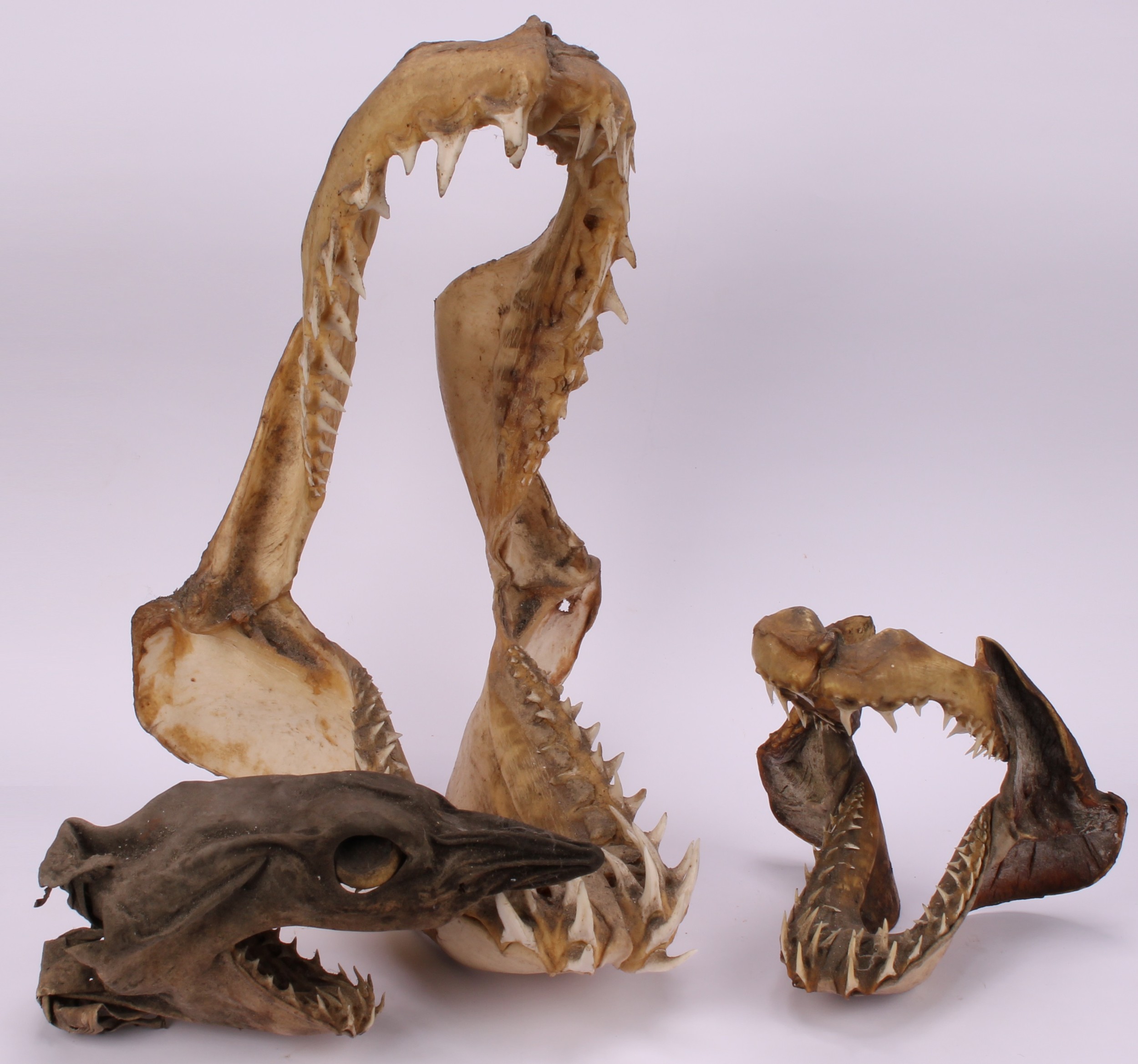 Natural History - a marine specimen, jawbones and teeth, 30cm long; others (3) - Image 2 of 5