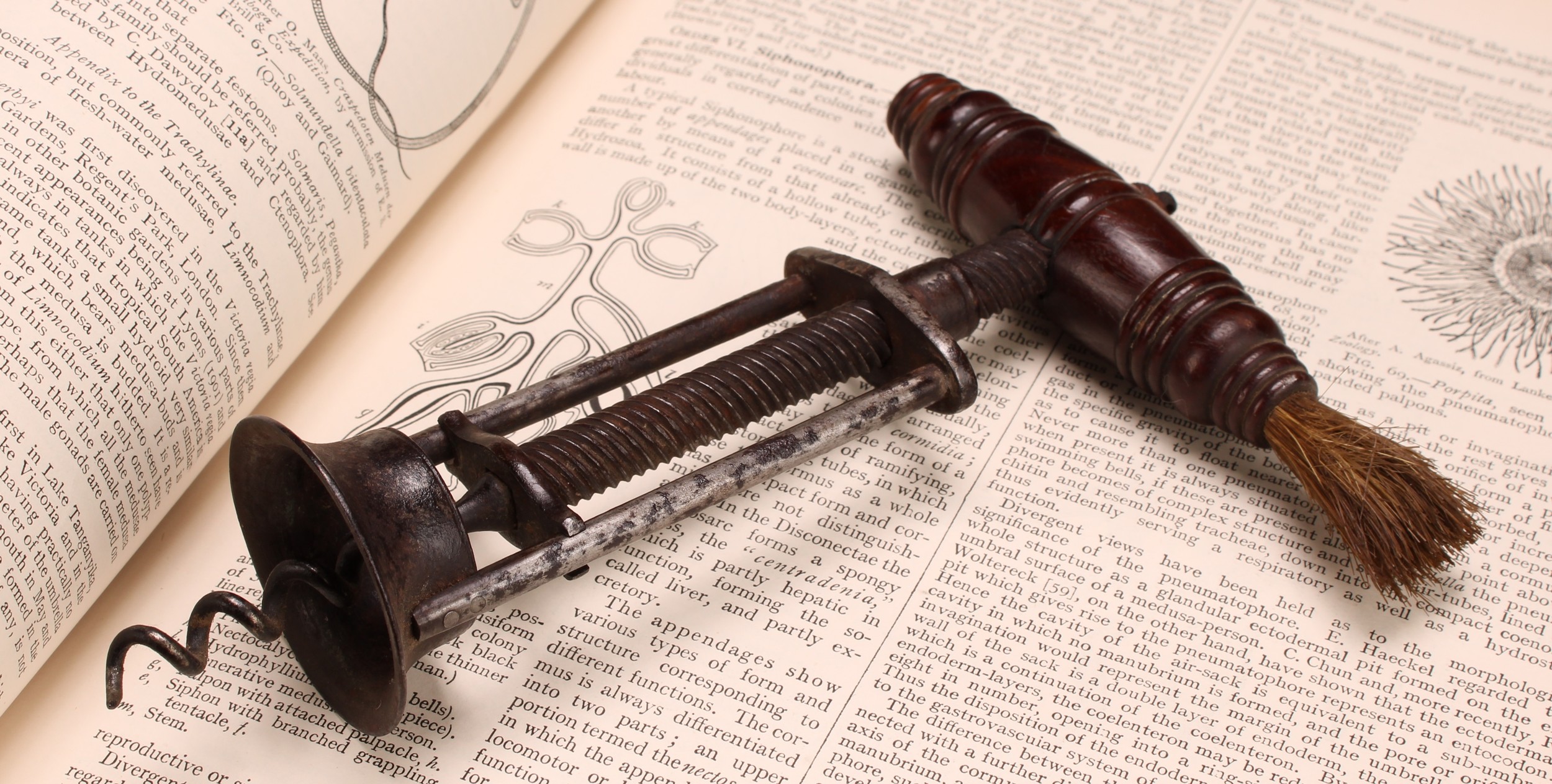 Helixophilia - a 19th century two-pillar mechanical corkscrew, turned rosewood handle, 18cm long