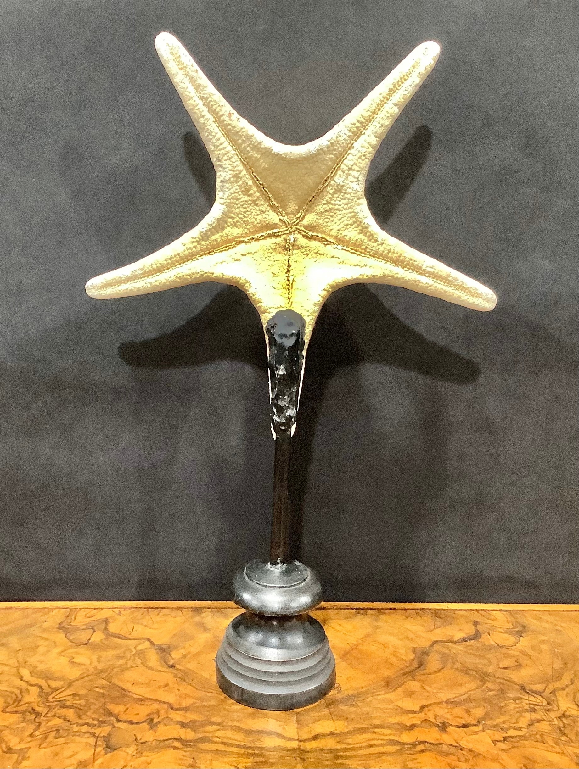 Natural History - a large starfish specimen, mounted for display, 40cm high overall - Image 3 of 6