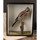 Taxidermy - a Eurasian jay (Garrulus glandarius), naturalistically mounted, cased, 37.5cm high, 30cm