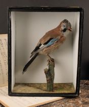 Taxidermy - a Eurasian jay (Garrulus glandarius), naturalistically mounted, cased, 37.5cm high, 30cm