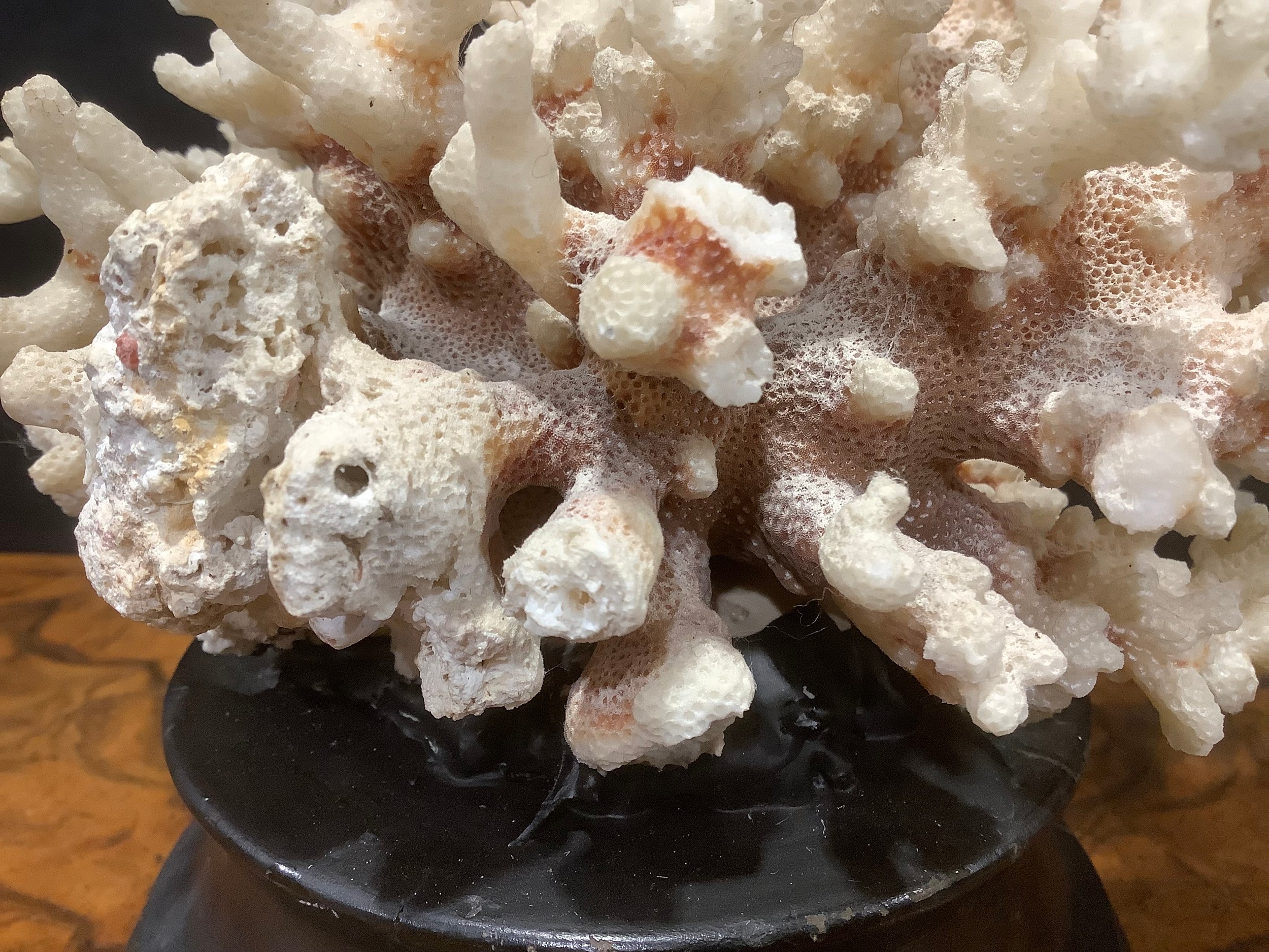 Natural History - a coral specimen, mounted for display, 21cm wide - Image 6 of 6