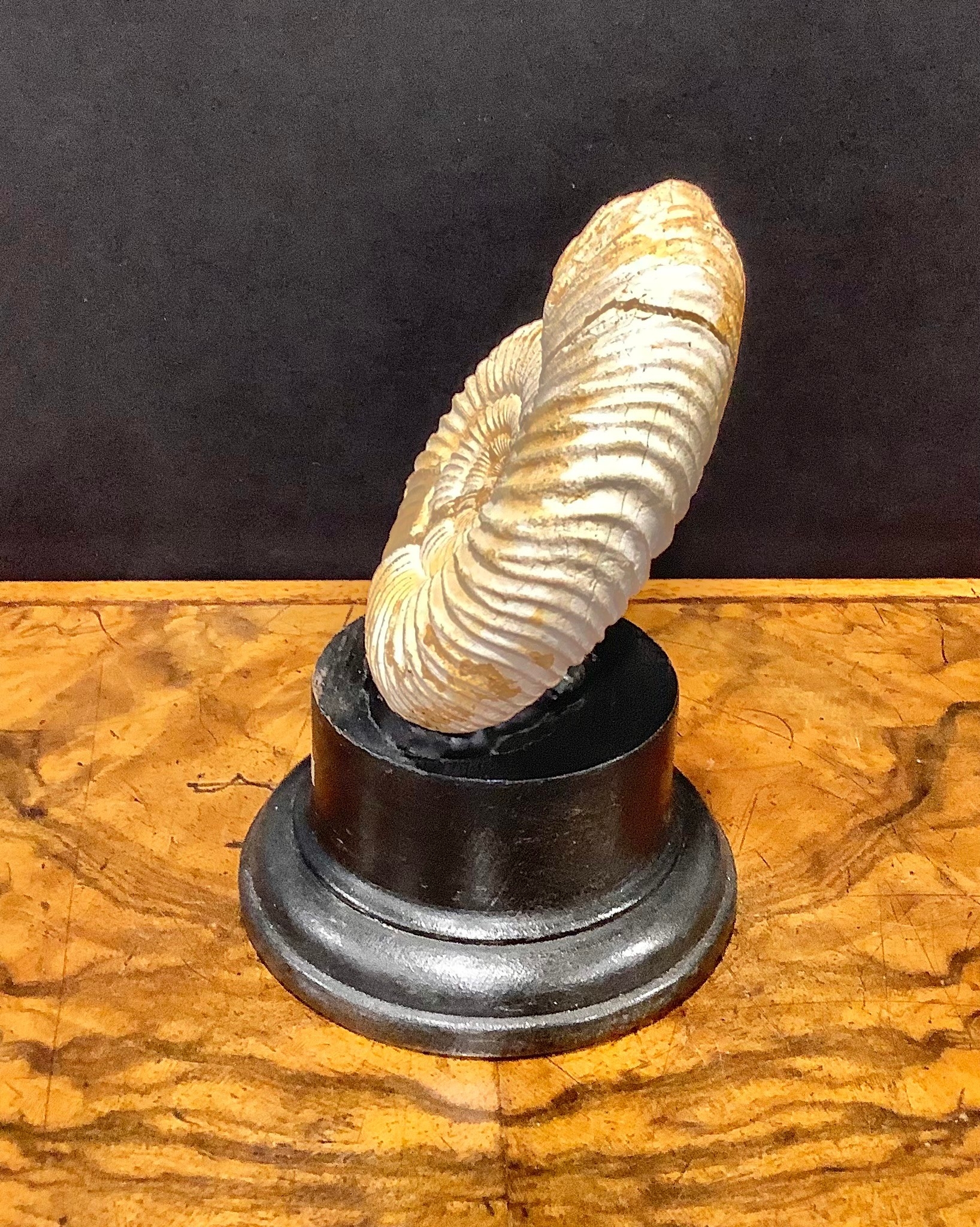 Natural History - Palaeontology - an ammonite fossil, mounted for display, 12.5cm high - Image 2 of 5