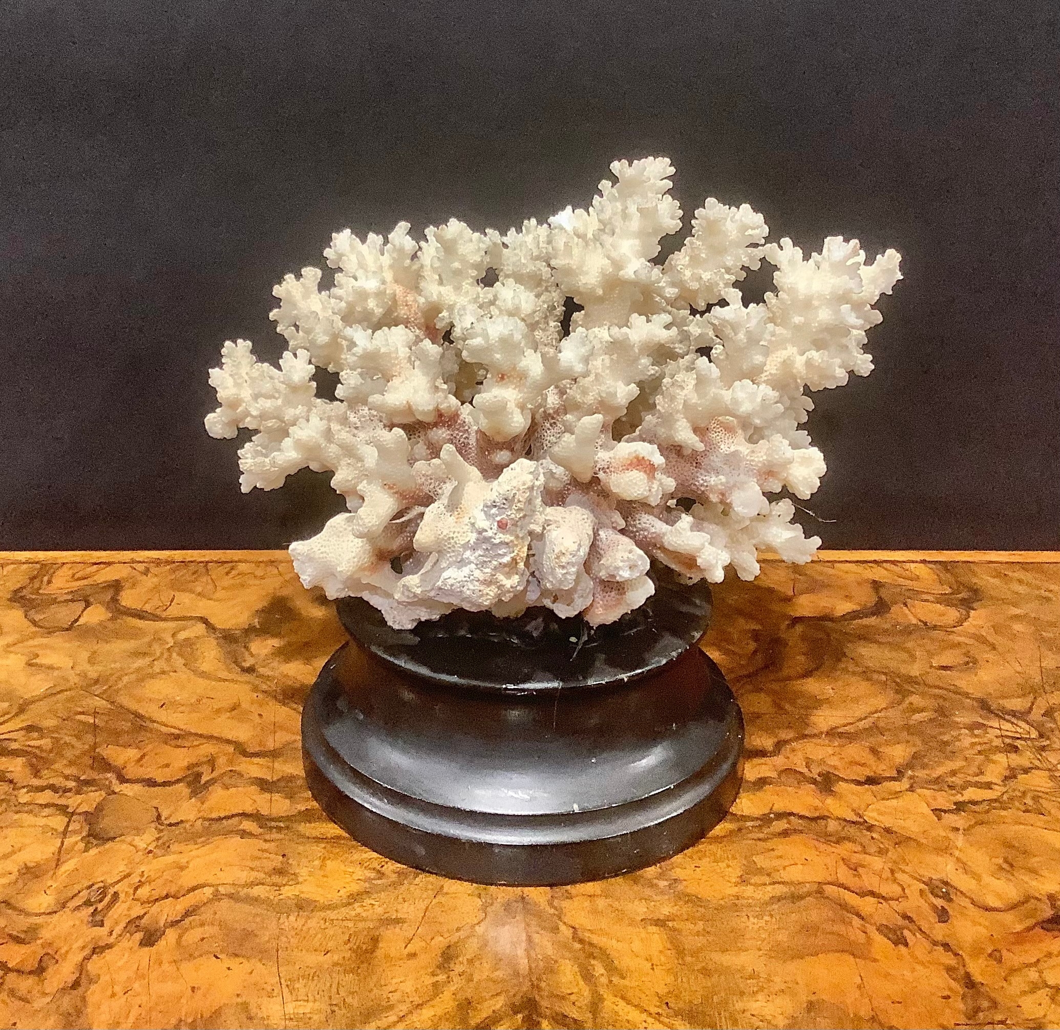 Natural History - a coral specimen, mounted for display, 21cm wide - Image 4 of 6