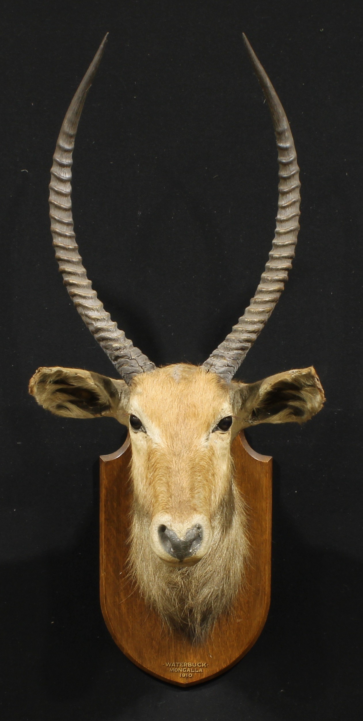 Taxidermy - a waterbuck (Kobus ellipsiprymnus), oak mount inscribed WATERBUCK MONGALLA 1910, 119cm