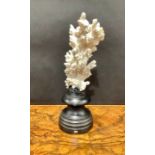 Natural History - a coral specimen, mounted for display, 23cm high