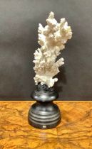 Natural History - a coral specimen, mounted for display, 23cm high