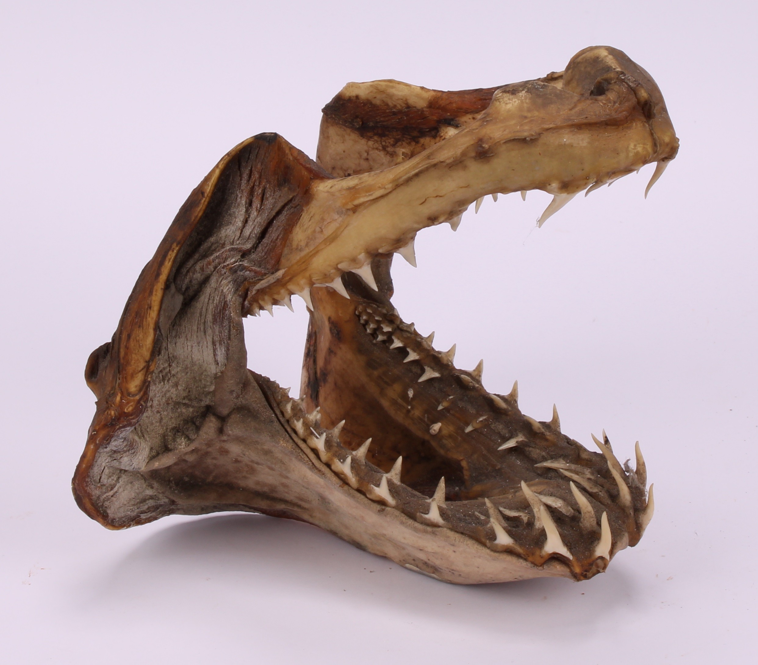 Natural History - a marine specimen, jawbones and teeth, 30cm long; others (3) - Image 4 of 5