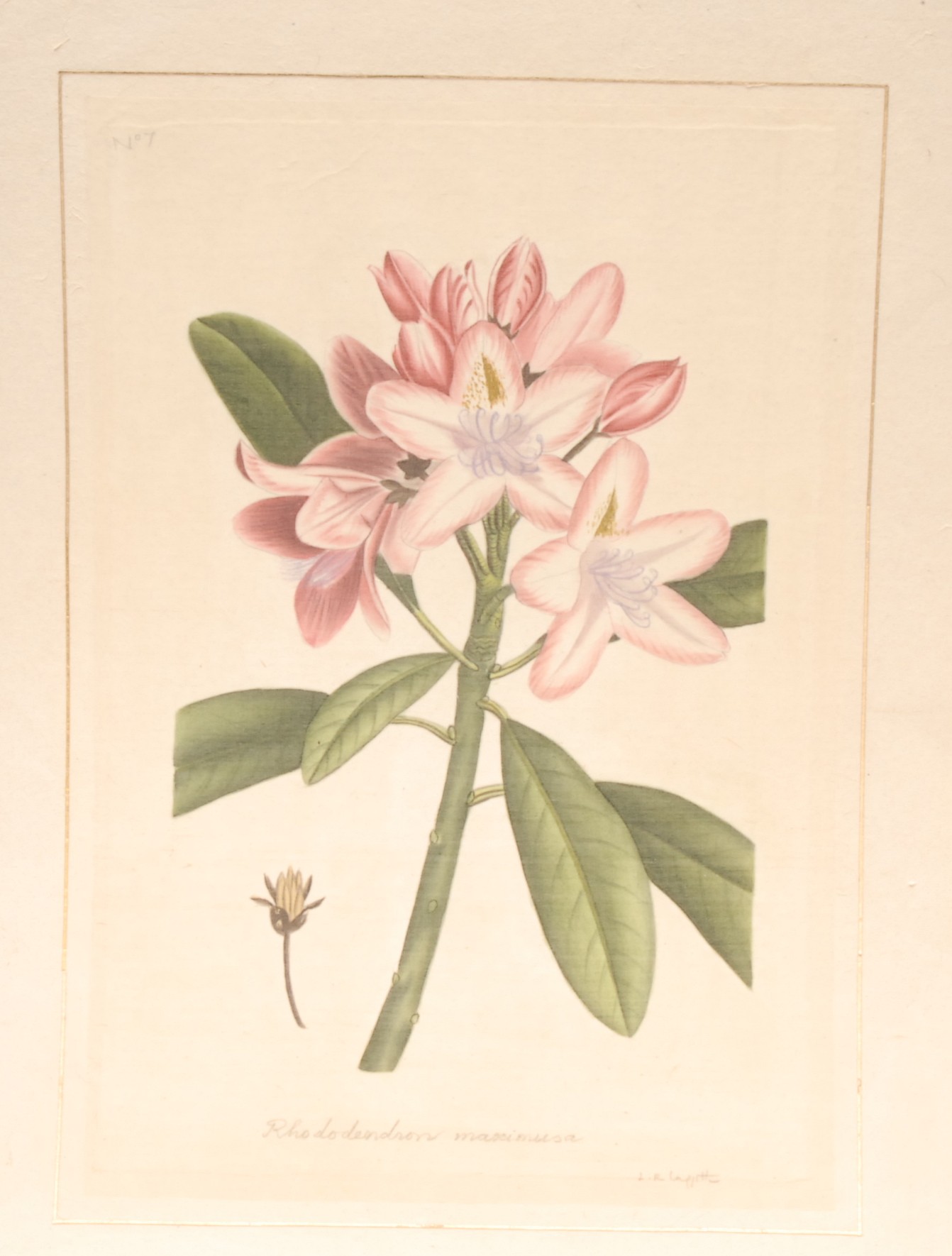 Interior Decoration, La Roche Laffitte, thirteen botanical studies, watercolours, signed, - Bild 5 aus 13