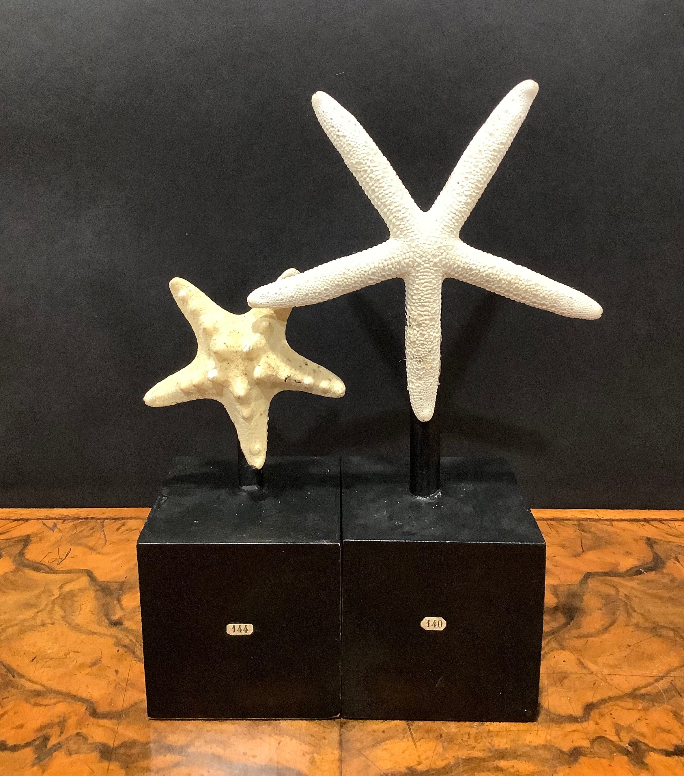 Natural History - a starfish specimen, mounted for display, 19cm high overall; another (2)