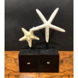 Natural History - a starfish specimen, mounted for display, 19cm high overall; another (2)