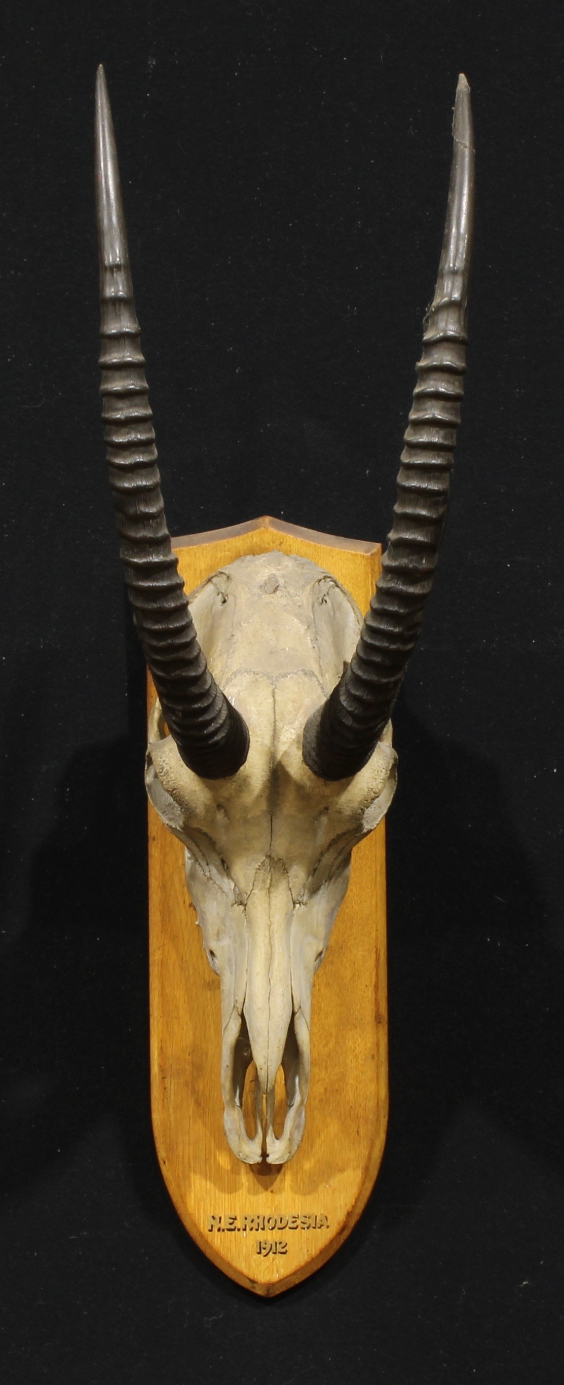 Taxidermy - a sable antelope (Hippotragus niger), oak mount inscribed N.E. RHODESIA 1912, 95cm high