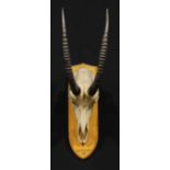 Taxidermy - a sable antelope (Hippotragus niger), oak mount inscribed N.E. RHODESIA 1912, 95cm high
