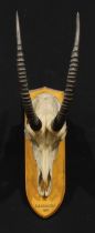 Taxidermy - a sable antelope (Hippotragus niger), oak mount inscribed N.E. RHODESIA 1912, 95cm high