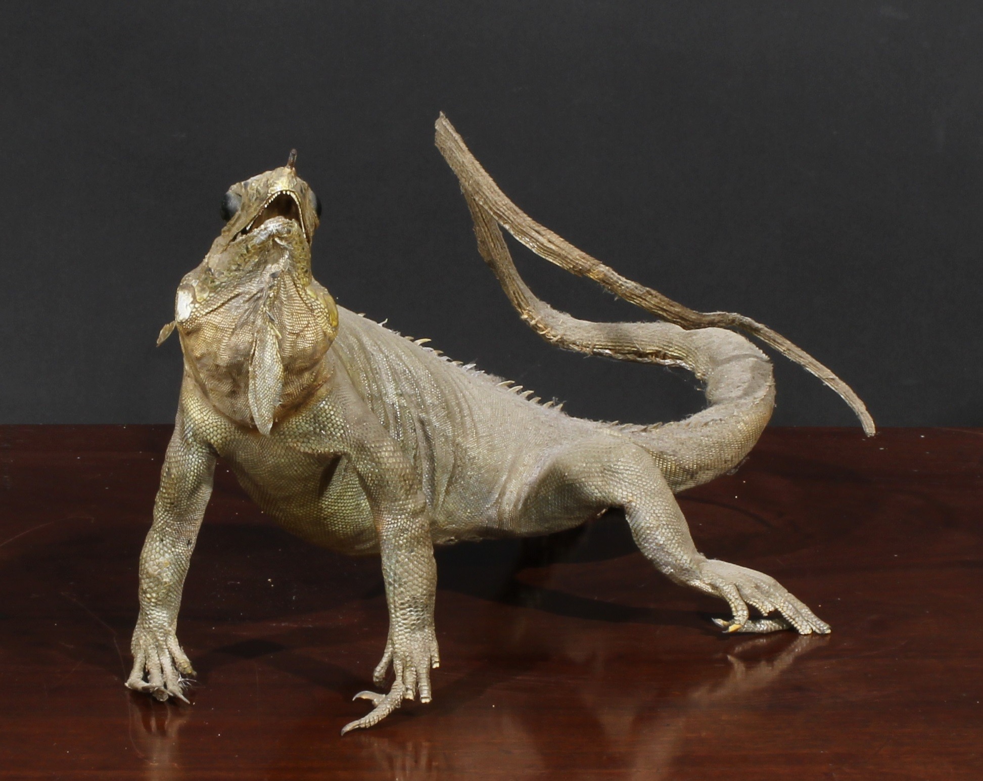 Taxidermy - an iguana, 35.5cm long; a coiled snake, 33cm high; an armadillo shell; another (4) - Image 3 of 5