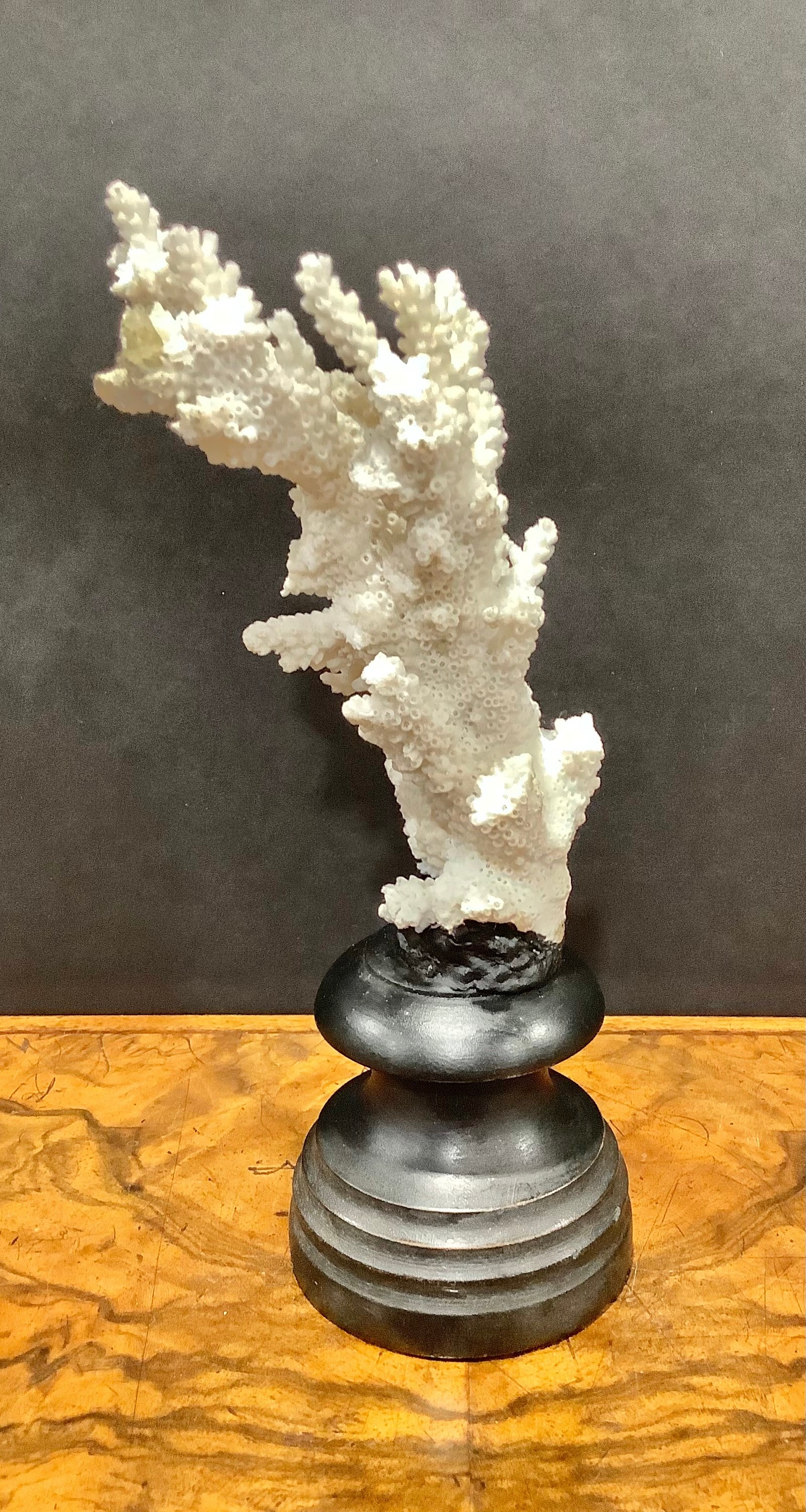 Natural History - a coral specimen, mounted for display, 23cm high - Image 2 of 5
