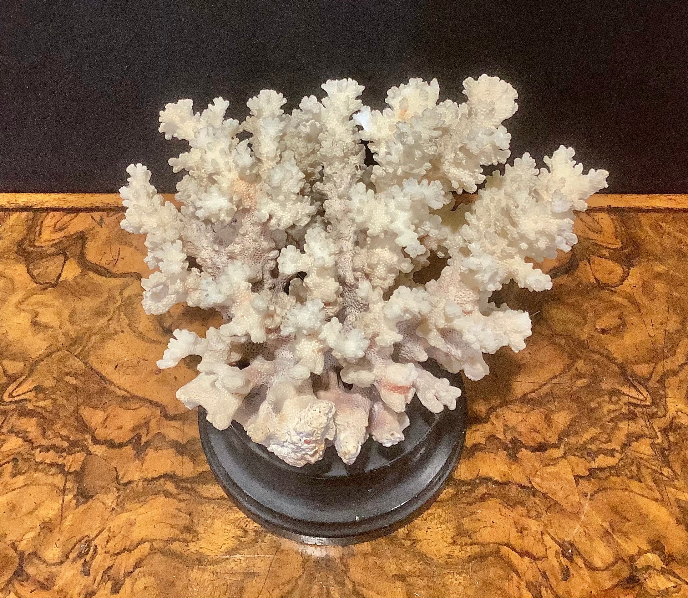 Natural History - a coral specimen, mounted for display, 21cm wide - Image 5 of 6