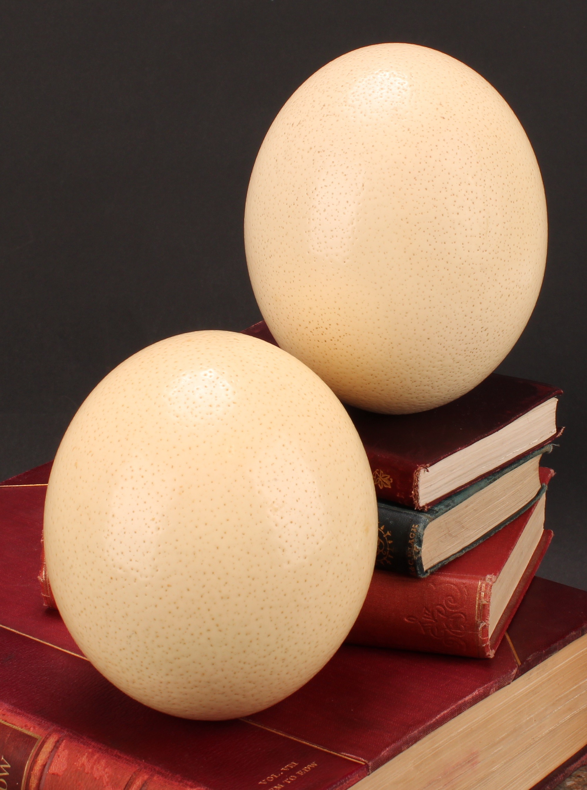 Natural History - an ostrich egg, 15cm long; another (2)