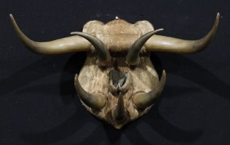 Taxidermy - an arrangement of cattle horns, the shield shaped mount centred by a hoof, 79cm wide