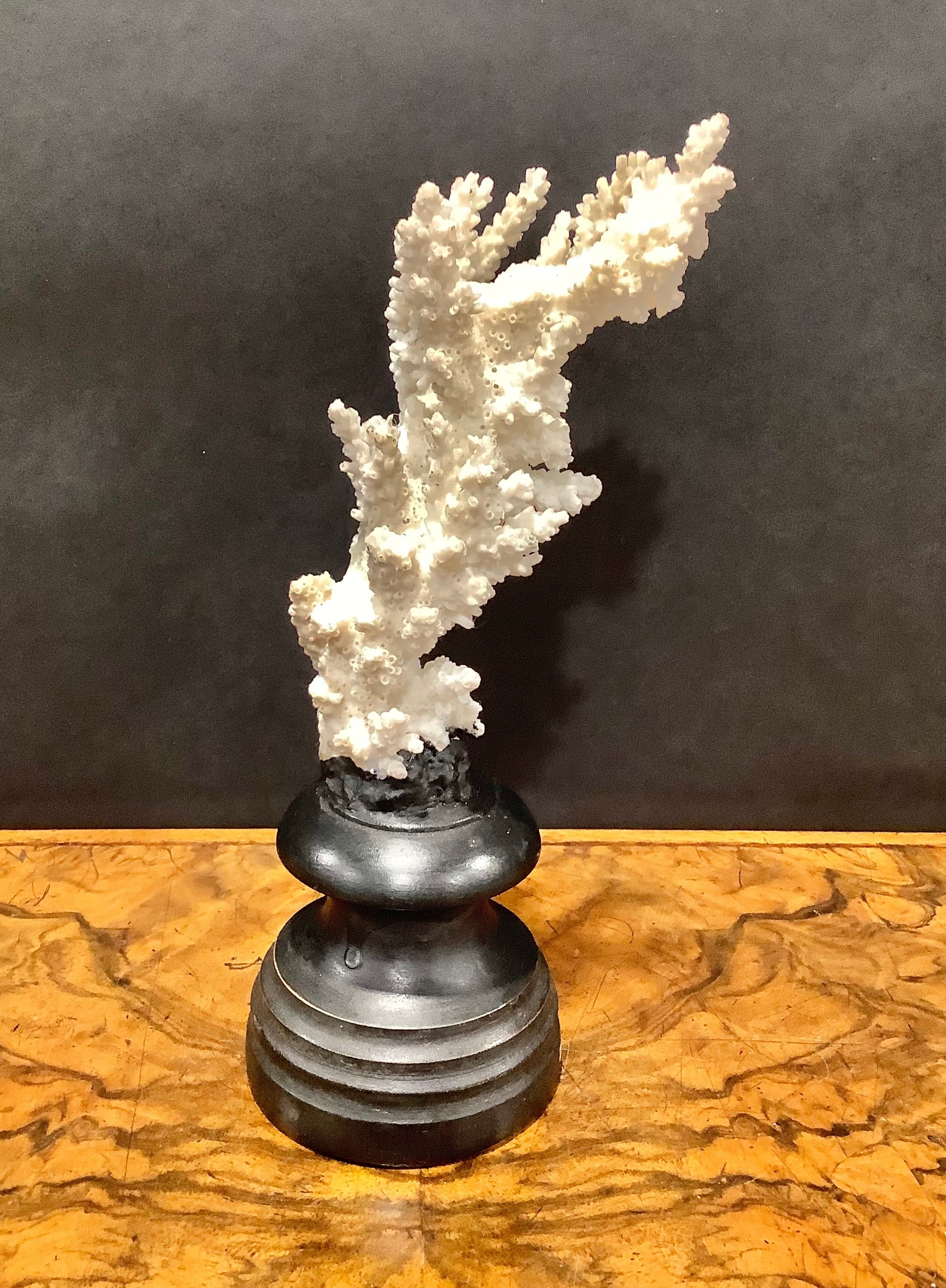 Natural History - a coral specimen, mounted for display, 23cm high - Image 4 of 5