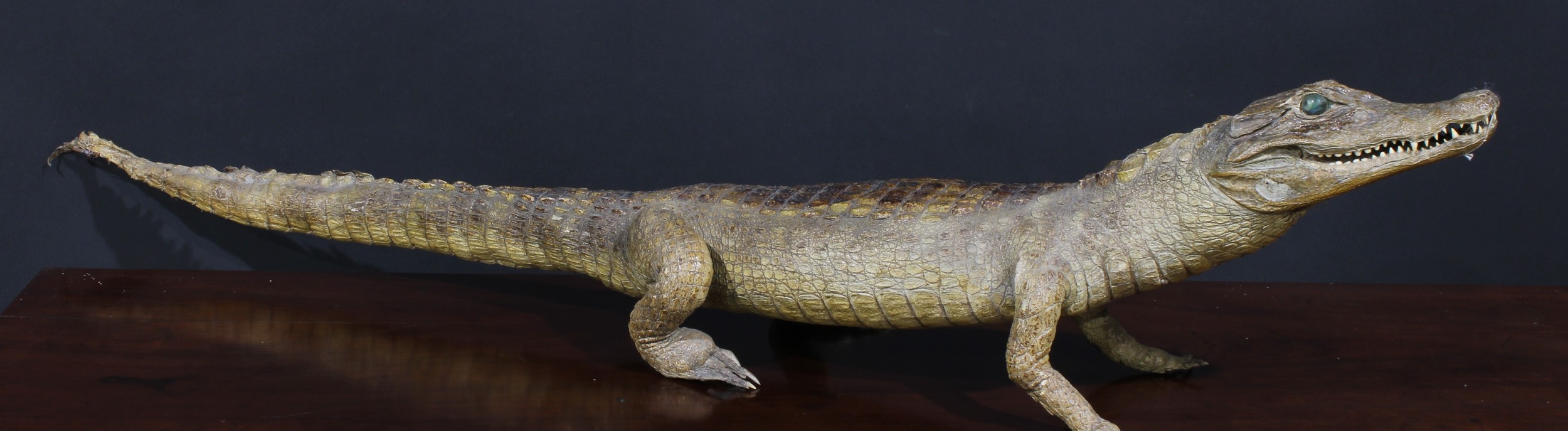 Taxidermy - a caiman, 107cm long; an armadillo, 37cm long (2) - Image 2 of 5