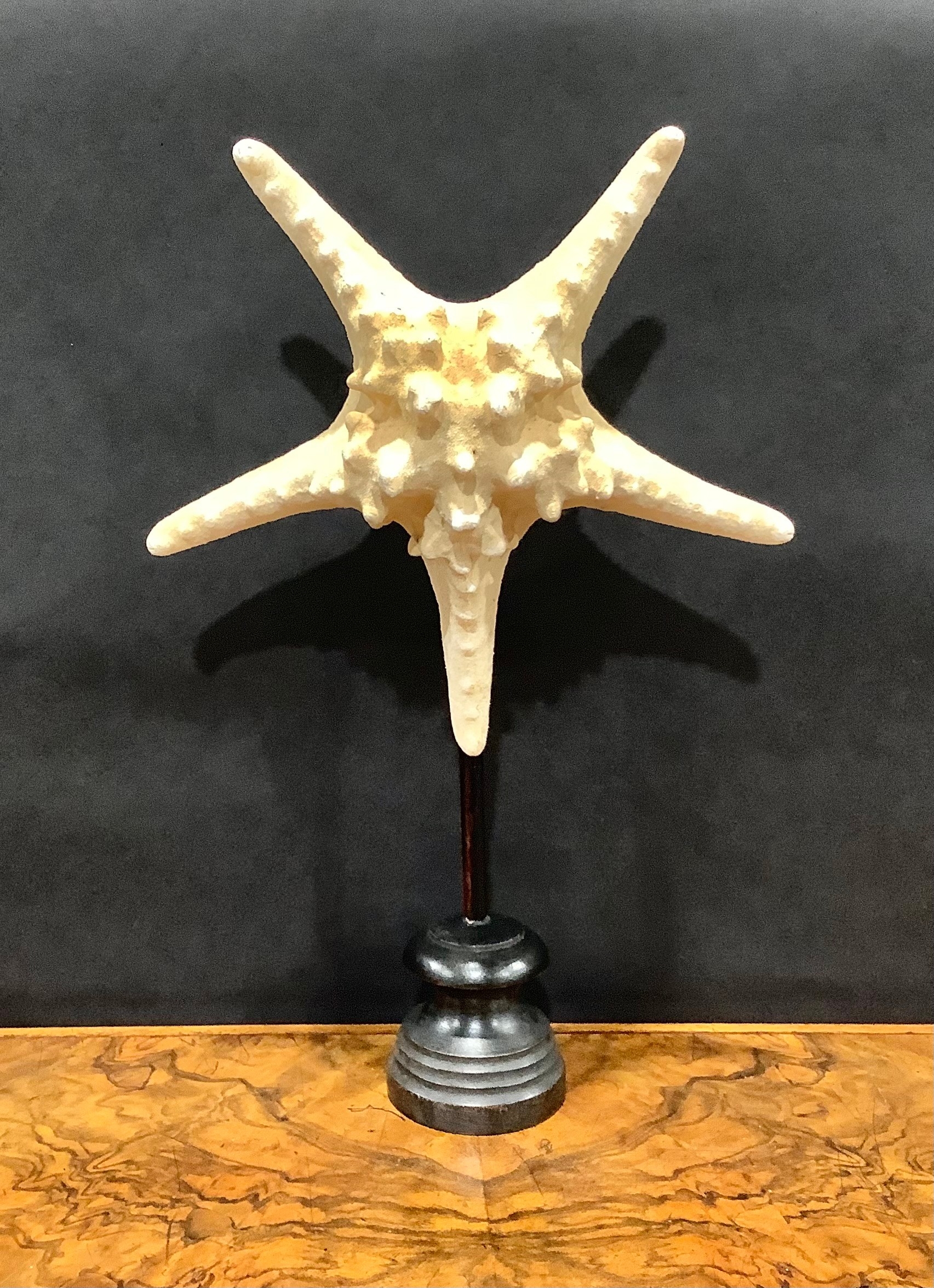Natural History - a large starfish specimen, mounted for display, 40cm high overall