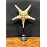 Natural History - a large starfish specimen, mounted for display, 40cm high overall