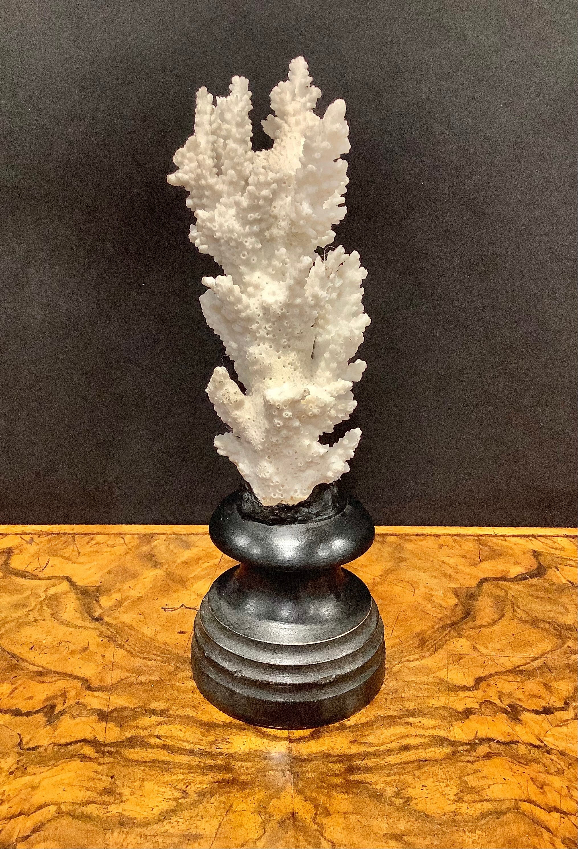 Natural History - a coral specimen, mounted for display, 23cm high - Image 3 of 5