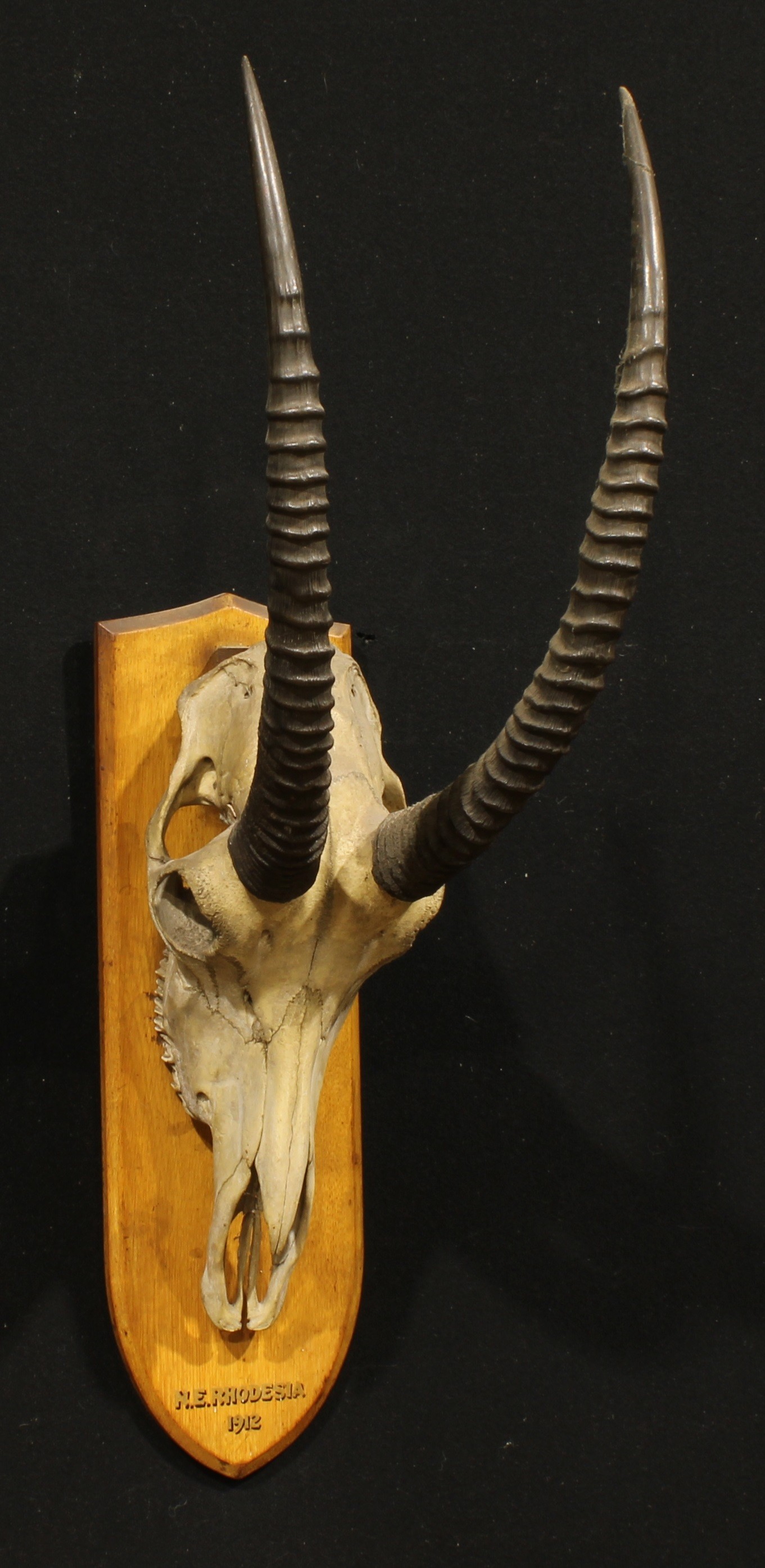 Taxidermy - a sable antelope (Hippotragus niger), oak mount inscribed N.E. RHODESIA 1912, 95cm high - Image 2 of 2