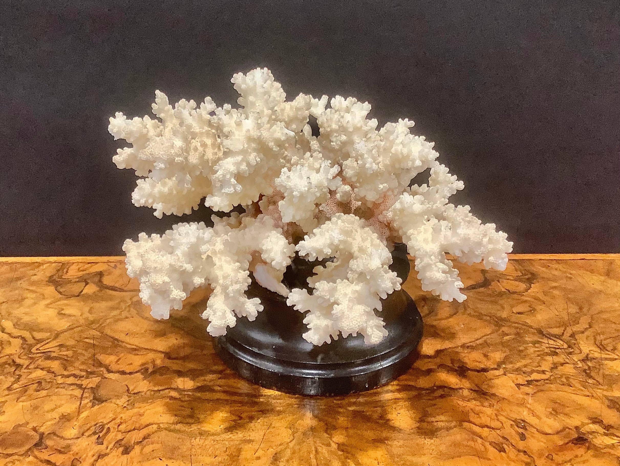 Natural History - a coral specimen, mounted for display, 21cm wide - Bild 2 aus 6