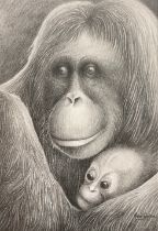 Peter Samson (British, bn.1978), Orangutans, Mother and Child, signed, fine pencil drawing, 29cm x