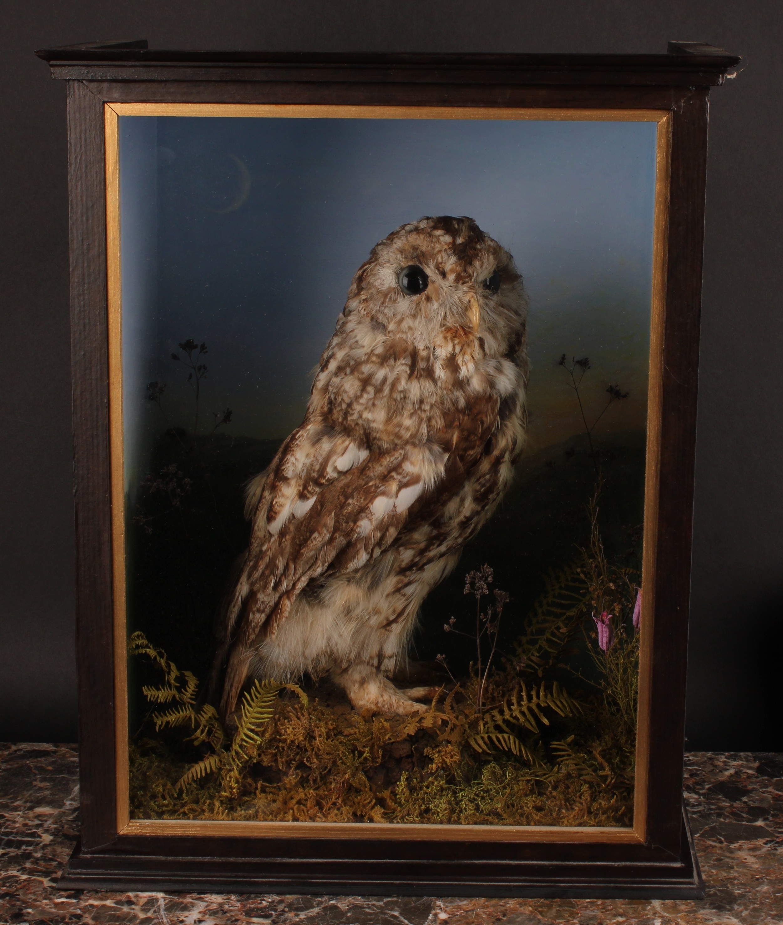 Taxidermy - a tawny owl (Strix aluco), naturalistically mounted, cased, 43.5cm high, 34.5cm wide, - Image 2 of 2