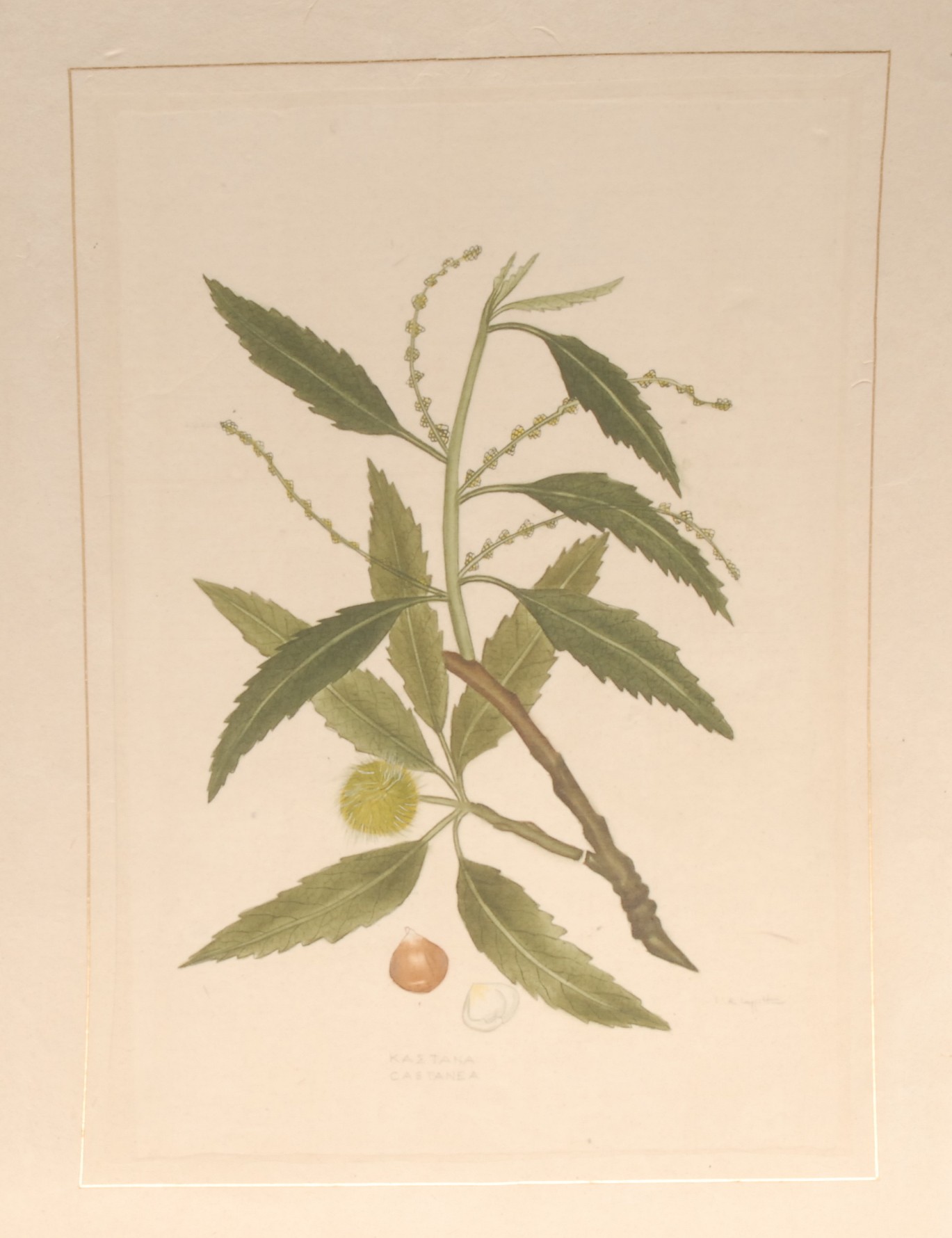 Interior Decoration, La Roche Laffitte, thirteen botanical studies, watercolours, signed, - Bild 9 aus 13