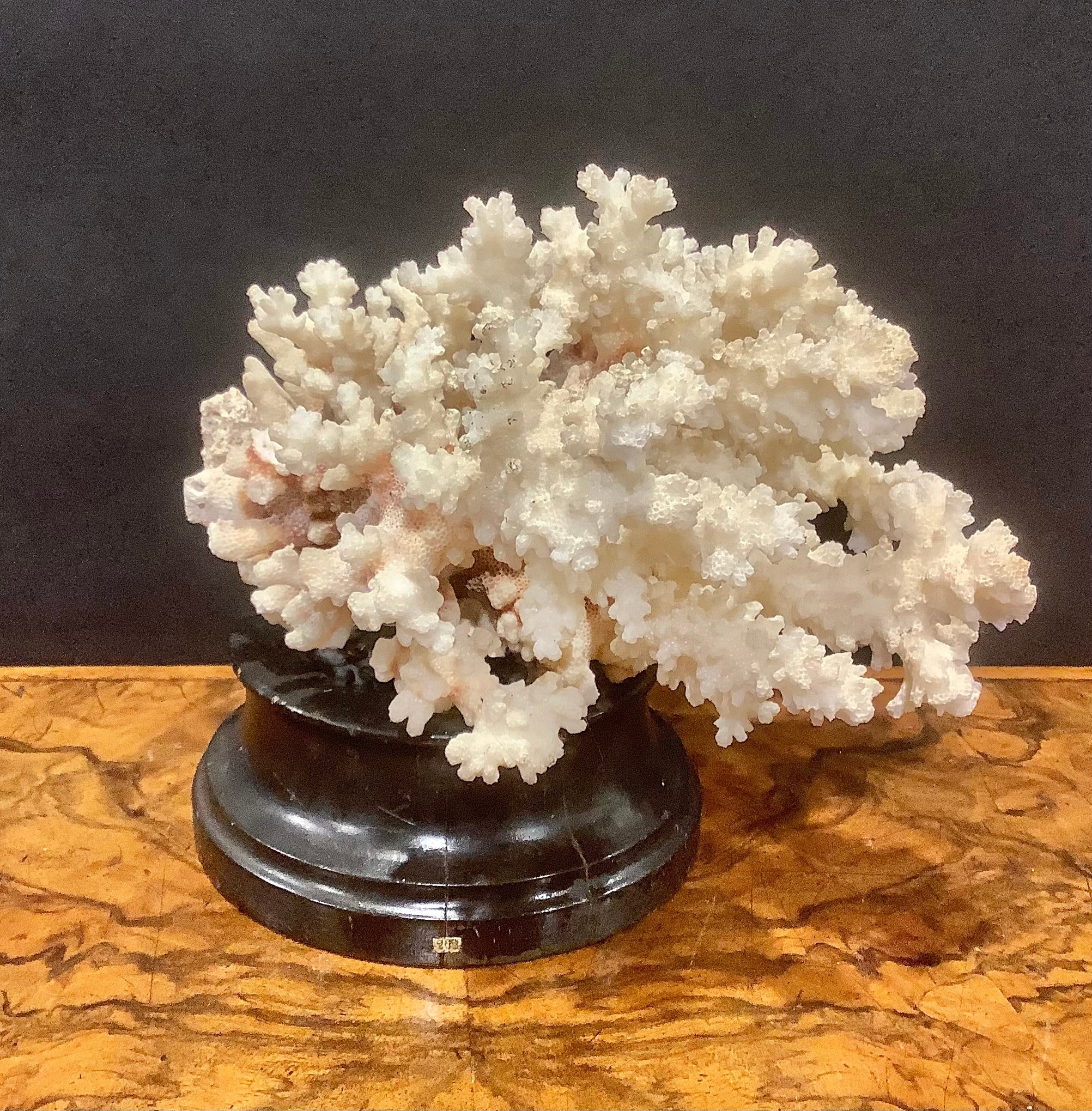 Natural History - a coral specimen, mounted for display, 21cm wide