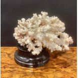 Natural History - a coral specimen, mounted for display, 21cm wide