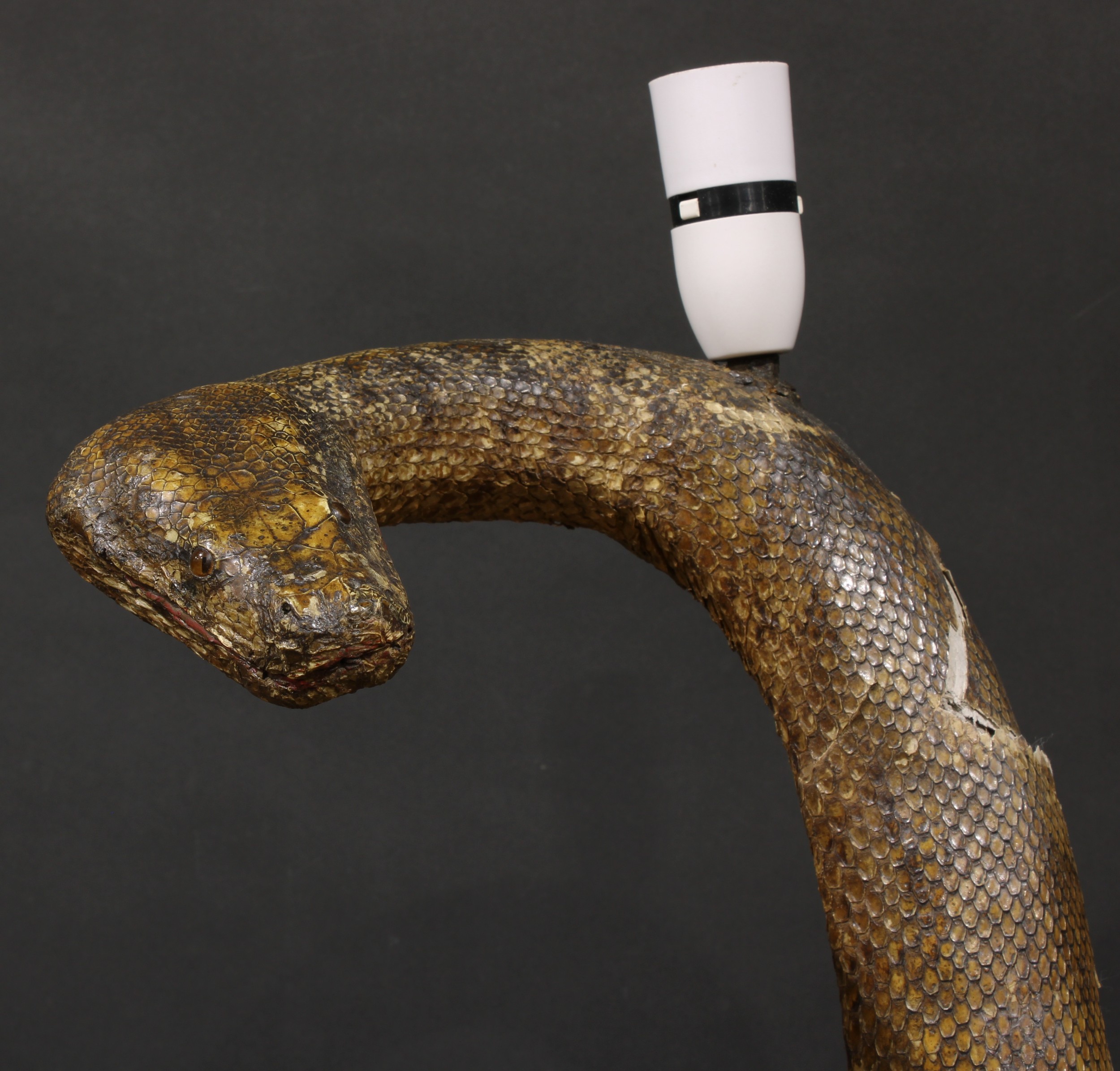 Taxidermy - an ophiological floor lamp, African rock python snake, 167cm high overall - Image 2 of 2