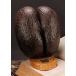 Natural History - a coco de mer (lodoicea), mounted for display, the base with silver coloured metal
