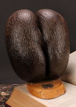 Natural History - a coco de mer (lodoicea), mounted for display, the base with silver coloured metal